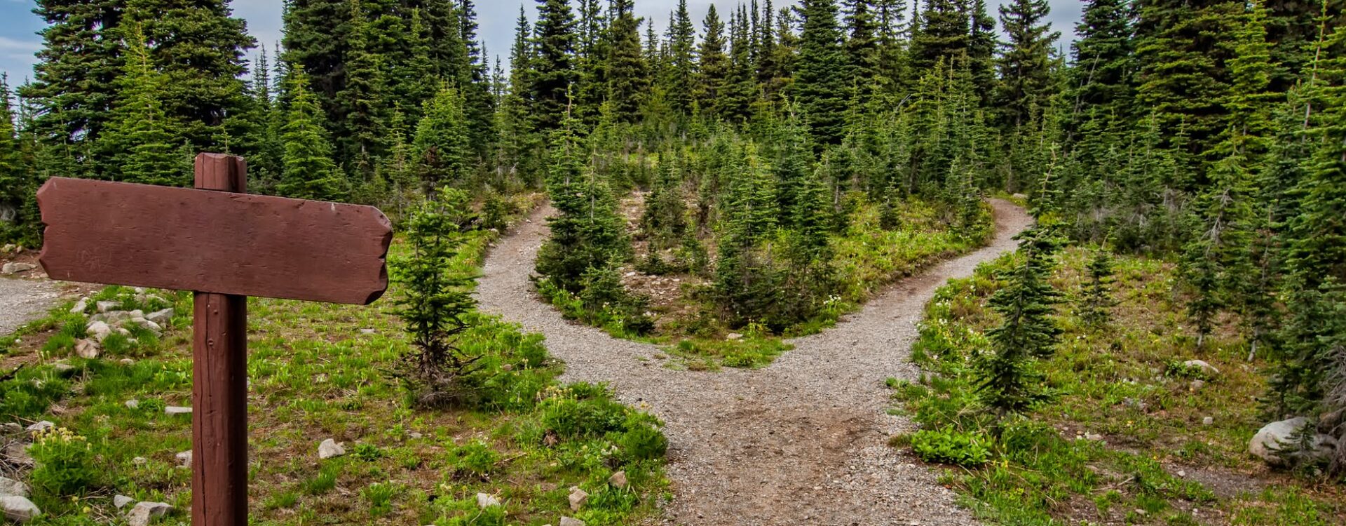 photo of pathway surrounded by fir trees